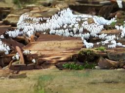 Ceratiomyxa fruticulosa