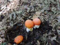 Amanita caesarea