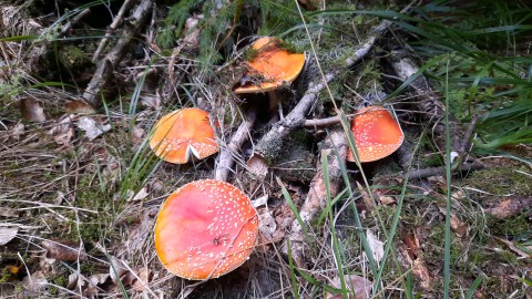 Amanita muscaria