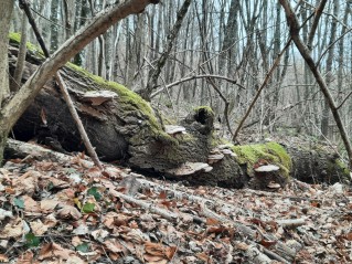 Ganoderma applanatum