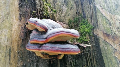 Fomitopsis pinicola