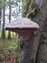 Fomes fomentarius