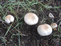 Agaricus bernardii