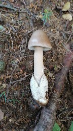 Amanita spadicea