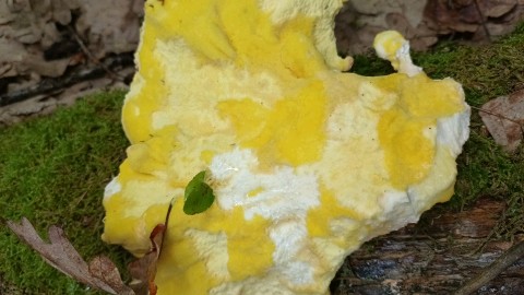 Laetiporus sulphureus