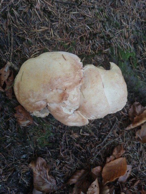 Albatrellopsis confluens