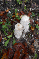 Coprinus comatus