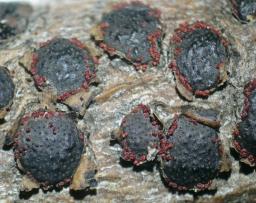Dialonectria diatrypicola