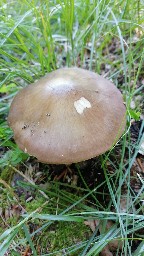 Pluteus cervinus