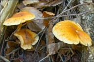 Gymnopilus penetrans