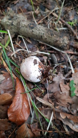 Clathrus archeri