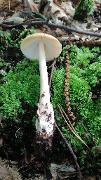 Amanita fulva