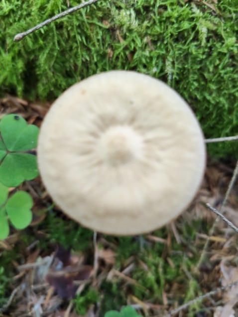 Hymenopellis radicata