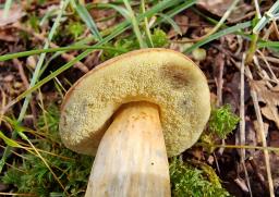 Hortiboletus bubalinus