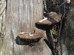 Pseudoinonotus dryadeus