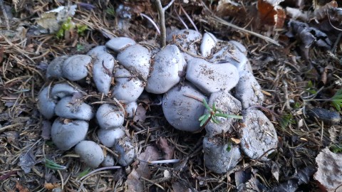 Hygrophorus marzuolus