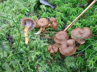 Craterellus tubaeformis