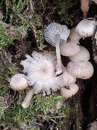 Clitocybula lacerata