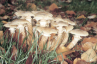 Armillaria mellea