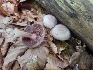 Mycena pelianthina