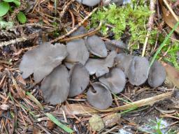 Helvella fibrosa