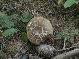 Porphyrellus porphyrosporus