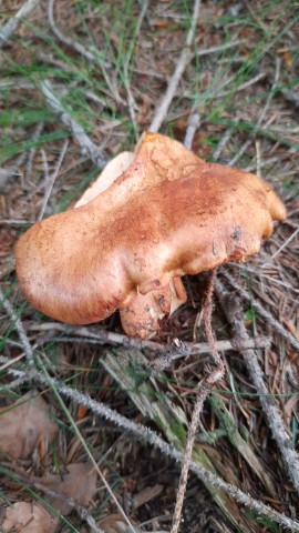 Cortinarius rubicundulus