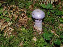 Cortinarius traganus