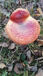 Amanita muscaria