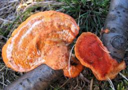 Pycnoporus cinnabarinus