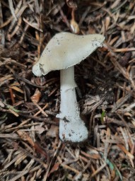 Amanita gemmata