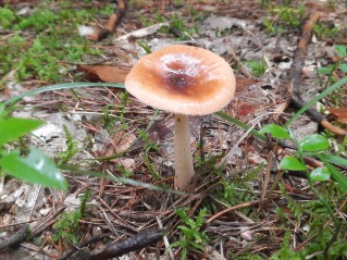 Amanita fulva