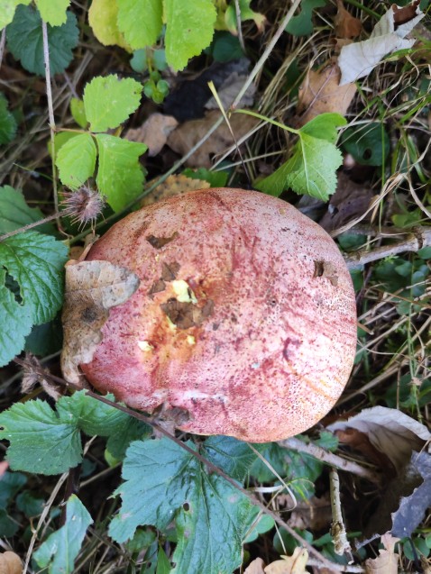 Butyriboletus regius