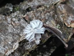 Mycena pseudocorticola