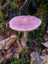 Mycena rosea