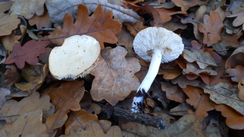 Tricholoma lascivum