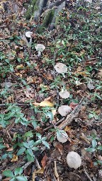 Clitocybe nebularis