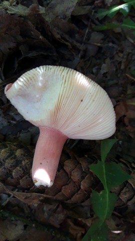 Russula amoena