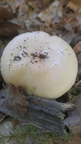 Amanita gemmata