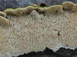 Irpex lacteus