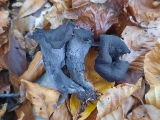 Craterellus cornucopioides