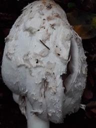 Coprinus comatus