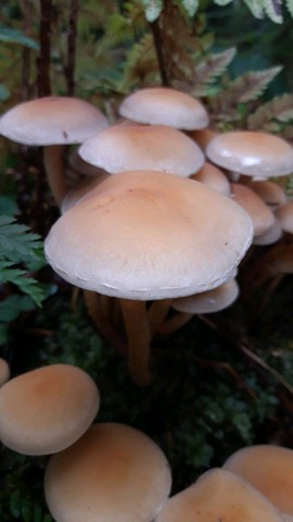 Hypholoma capnoides