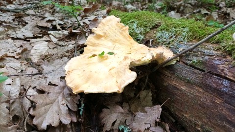 Laetiporus sulphureus