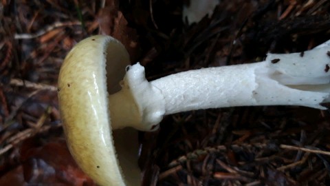 Amanita phalloides