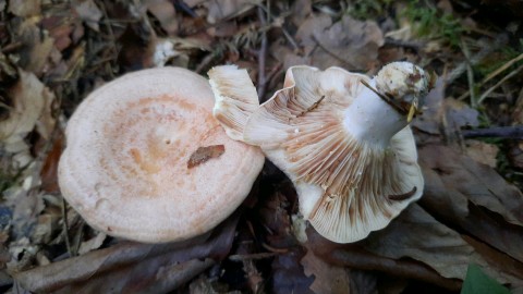 Lactarius chrysorrheus