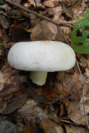 Lactifluus vellereus