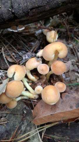Hypholoma fasciculare