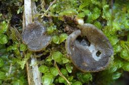 Pindara terrestris