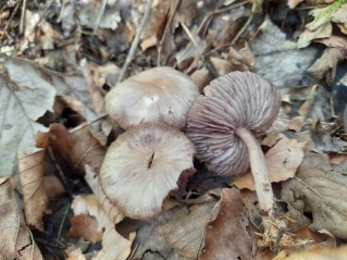 Mycena pelianthina